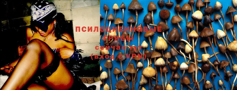 Псилоцибиновые грибы Psilocybe  сайты даркнета состав  Ессентуки 